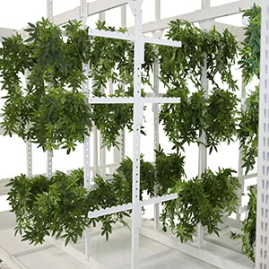 Grow-Drying-System