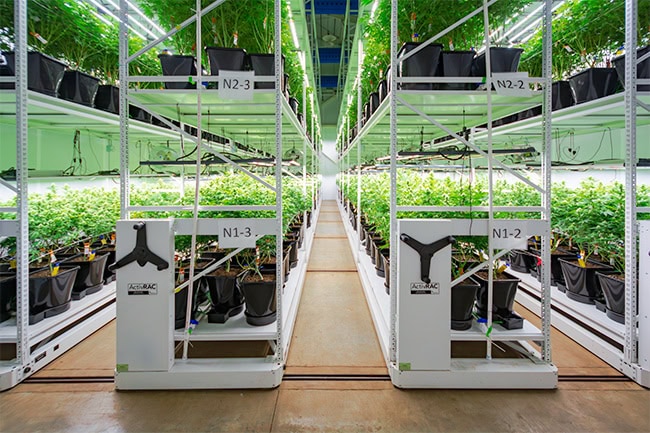Indoor-Cannabis-Cultivation-Mobile
